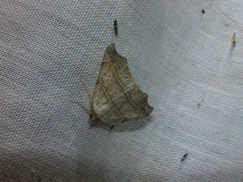 Laspeyria flexula - zuzmóbagoly