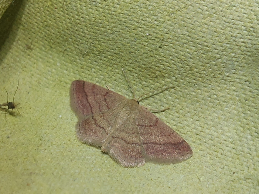 Scopula rubiginata - réti pirosaraszoló