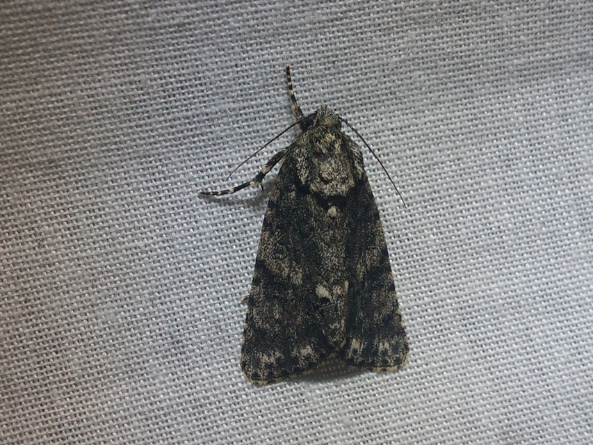 Acronicta rumicis - sóska-szigonyosbagoly