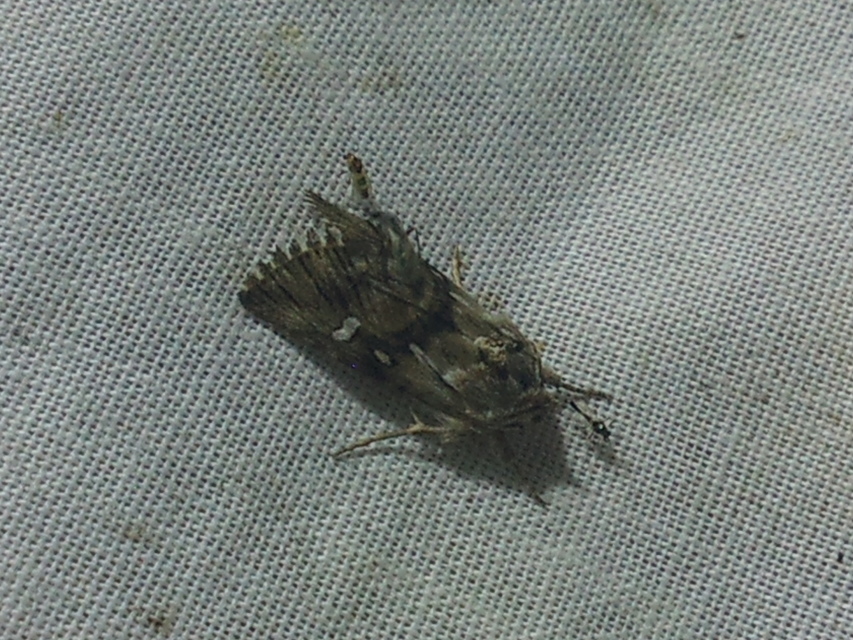 Calophasia lunula - gyújtoványfű-apróbagoly