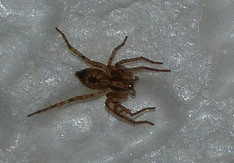 Anyphaena accentuata - jegyespók