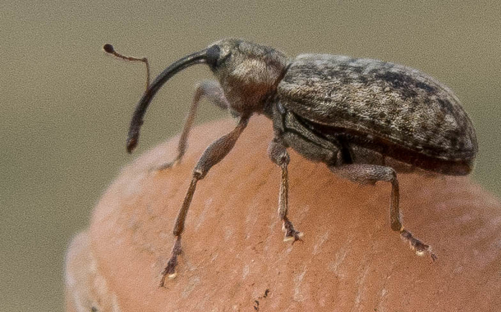 Dorytomus longimanus - kétalakú hangormányos