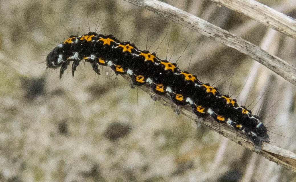 Ethmia