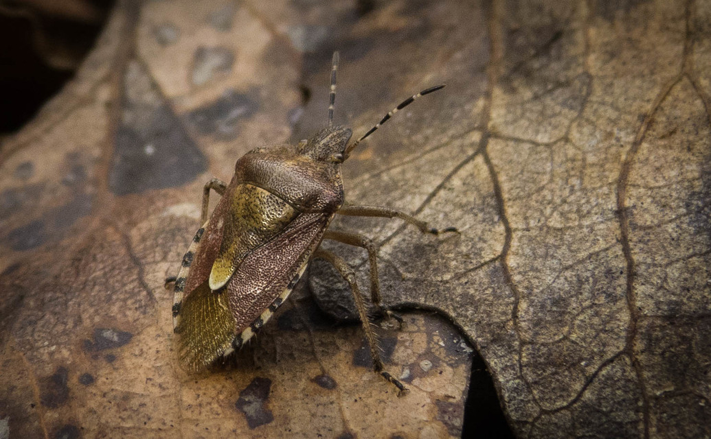 Dolycoris baccarum - közönséges bogyómászó-poloska Dolycoris baccarum - közönséges bogyómászó-poloska