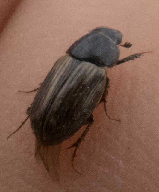Aphodius prodromus - sárgalábú trágyabogár