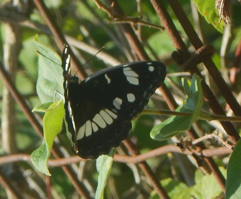 Limenitis reducta - kék lonclepke