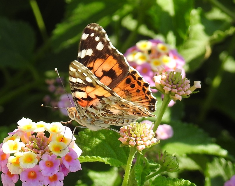 Vanessa cardui - bogáncslepke