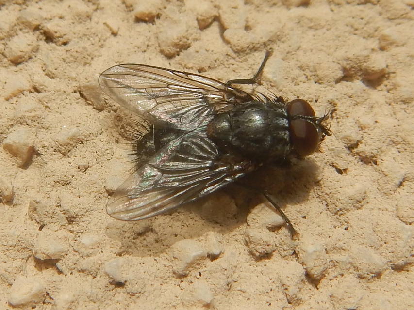 Muscina levida