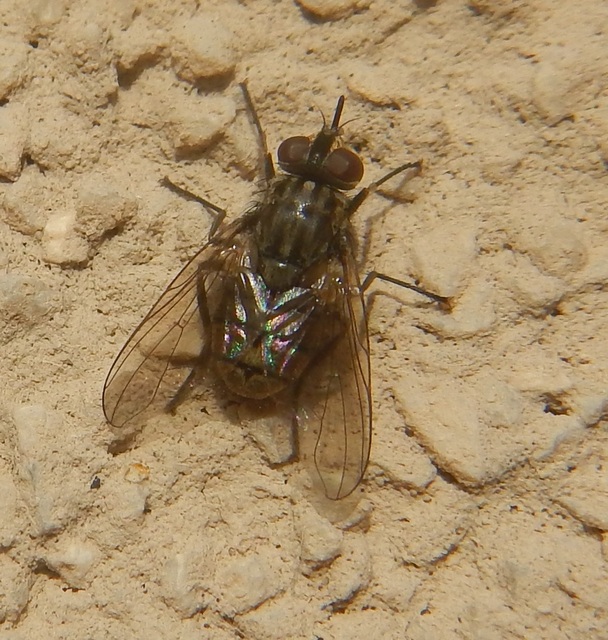 Stomoxys calcitrans - szuronyos istállólégy