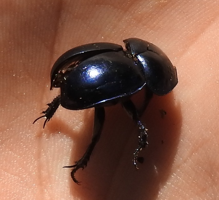 Trypocopris vernalis - tavaszi álganéjtúró