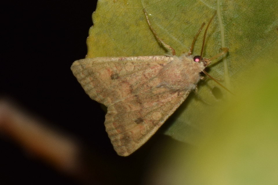 Sunira circellaris - okkersárga őszibagoly