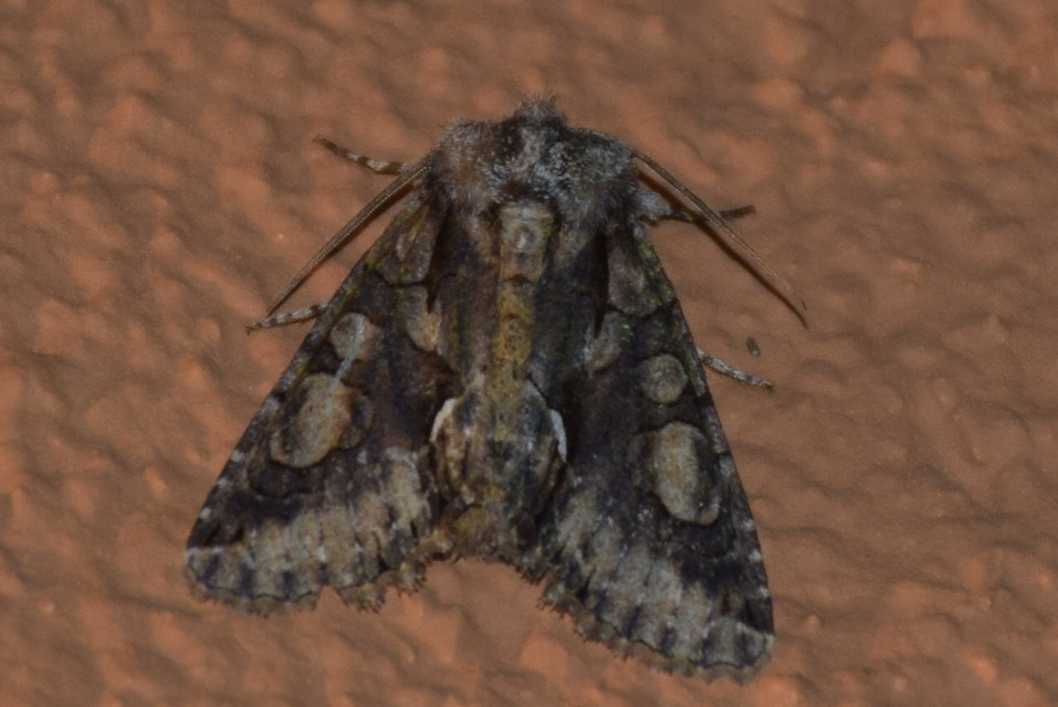 Allophyes oxyacanthae - galagonyabagoly