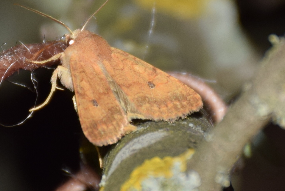 Sunira circellaris - okkersárga őszibagoly