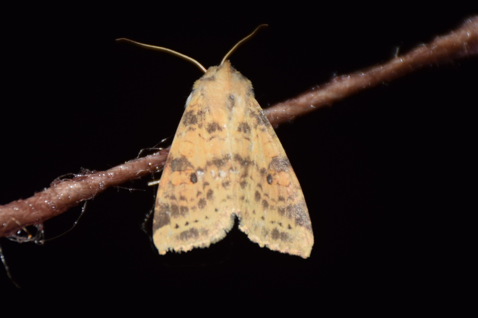 Cirrhia ocellaris - fakó sárgabagoly