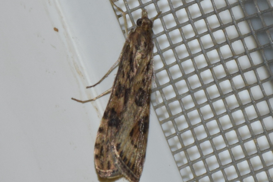 Nomophila noctuella - közönséges vándormoly
