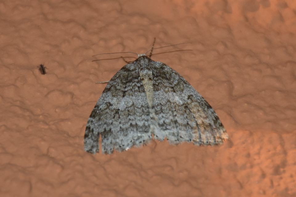 Epirrita