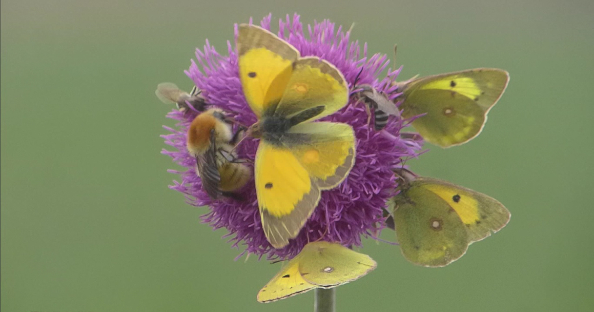 Colias croceus - sáfránylepke
