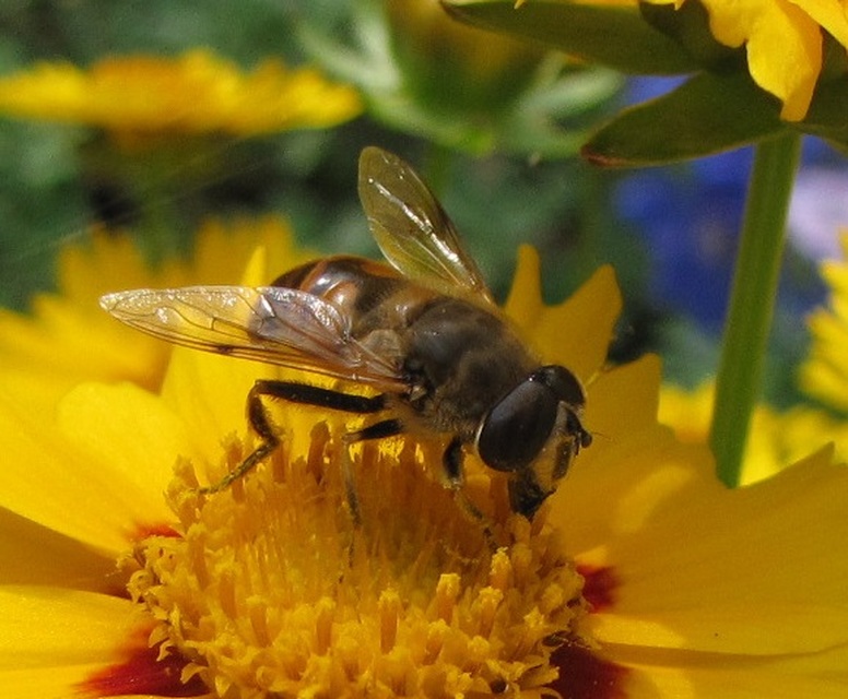 Eristalis tenax - közönséges herelégy