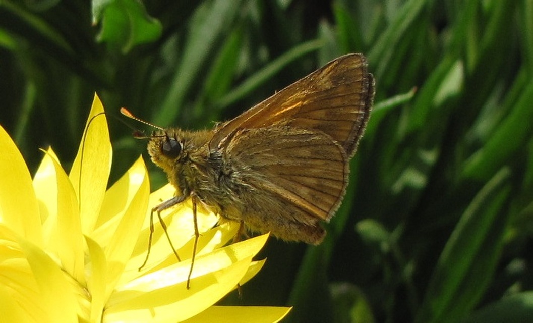 Ochlodes sylvanus - erdei busalepke