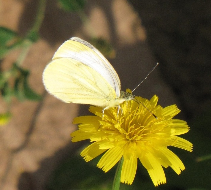 Pieris napi - repcelepke