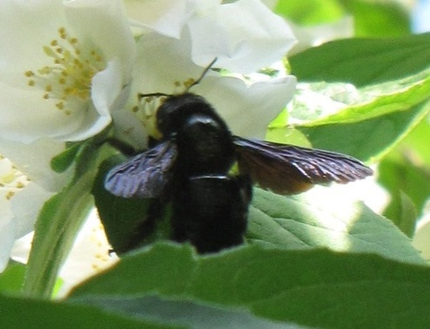 Xylocopa valga - gyakori fadongó