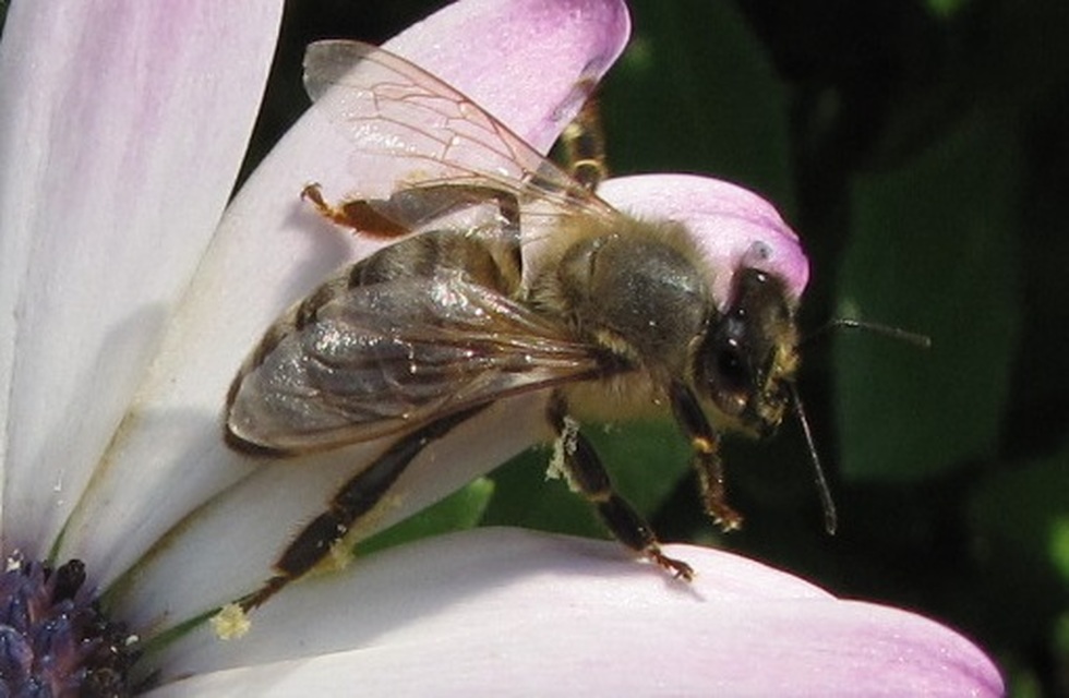 Apis mellifera - háziméh