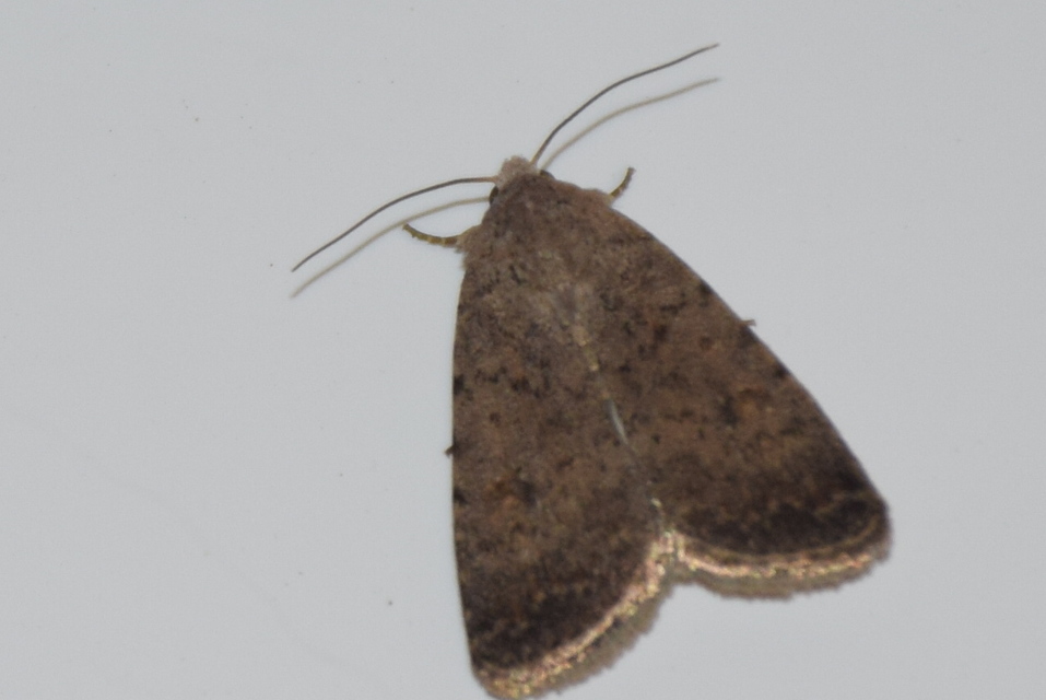 Paradrina clavipalpis - közönséges selymesbagoly