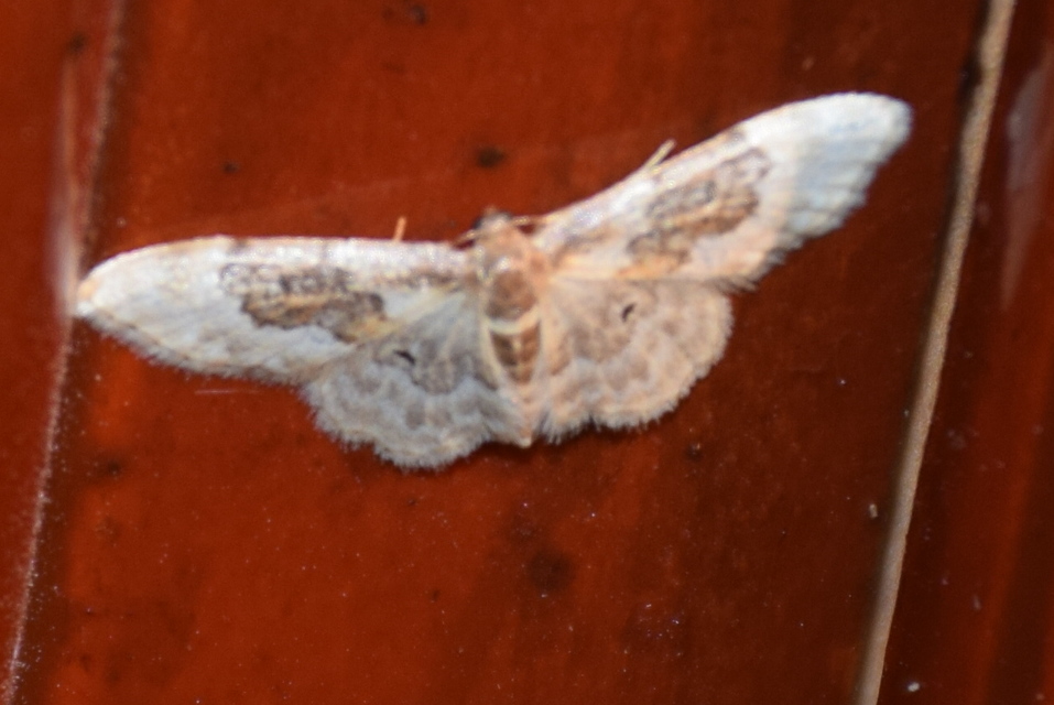 Idaea rusticata - tarka apróaraszoló