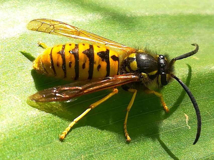 Vespula