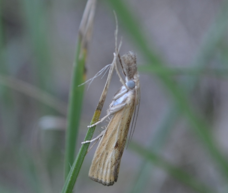 Agriphila inquinatella - közönséges fűgyökérmoly