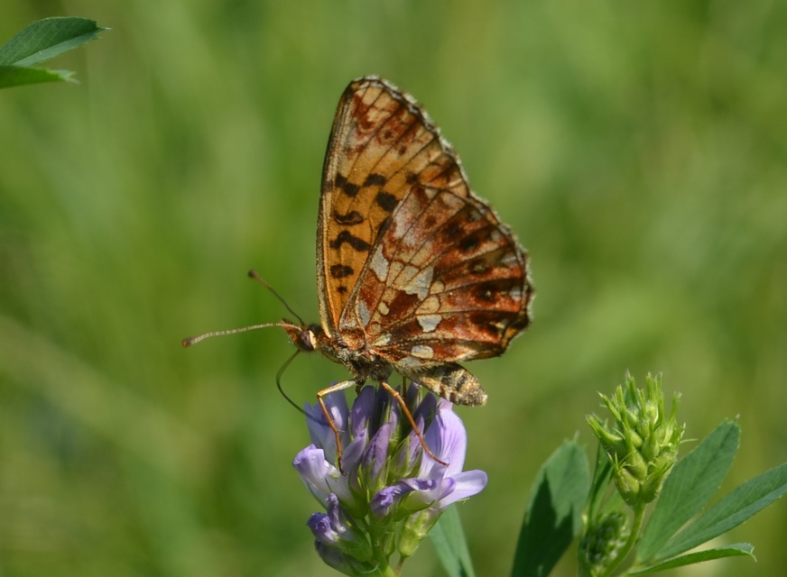 Boloria dia - kis gyöngyházlepke
