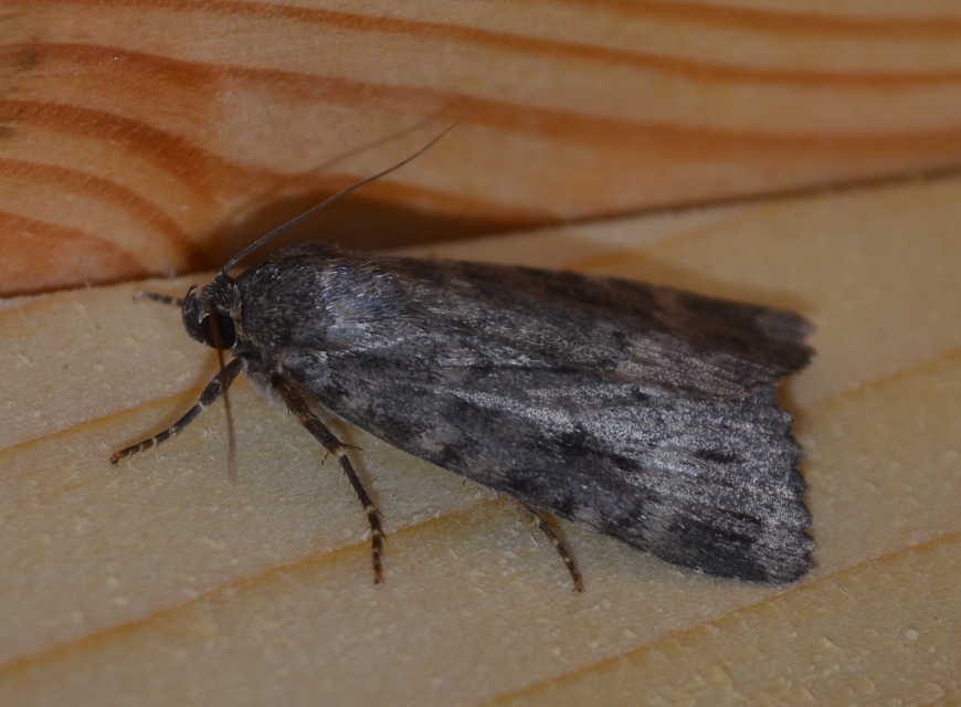 Amphipyra berbera/pyramidea