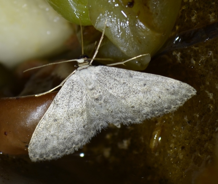 Idaea seriata - szürke apróaraszoló