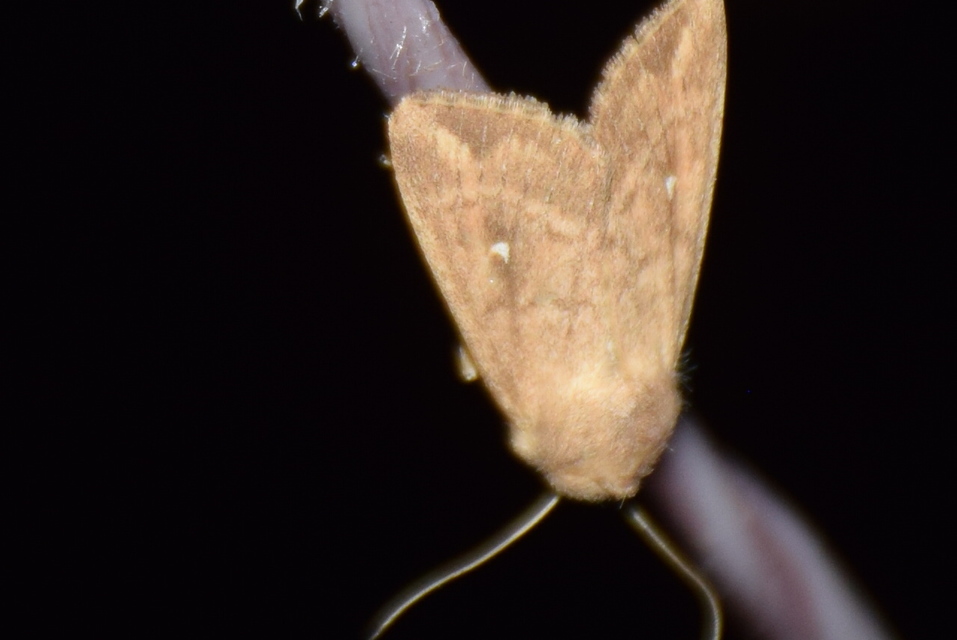 Mythimna albipuncta - fehérpettyes rétibagoly