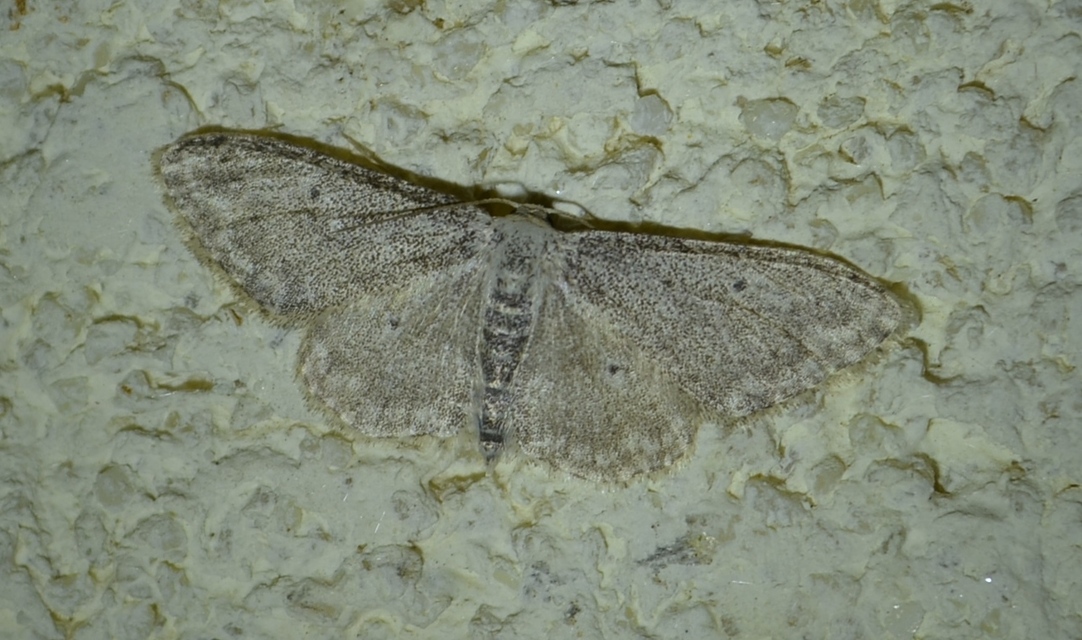 Idaea seriata - szürke apróaraszoló