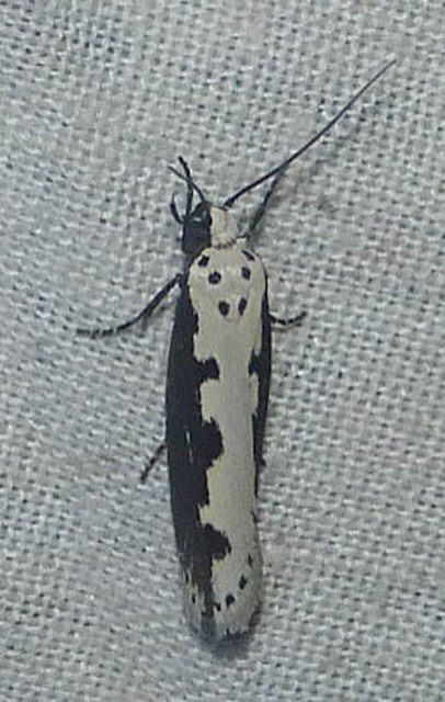 Ethmia bipunctella - kétpettyes feketemoly