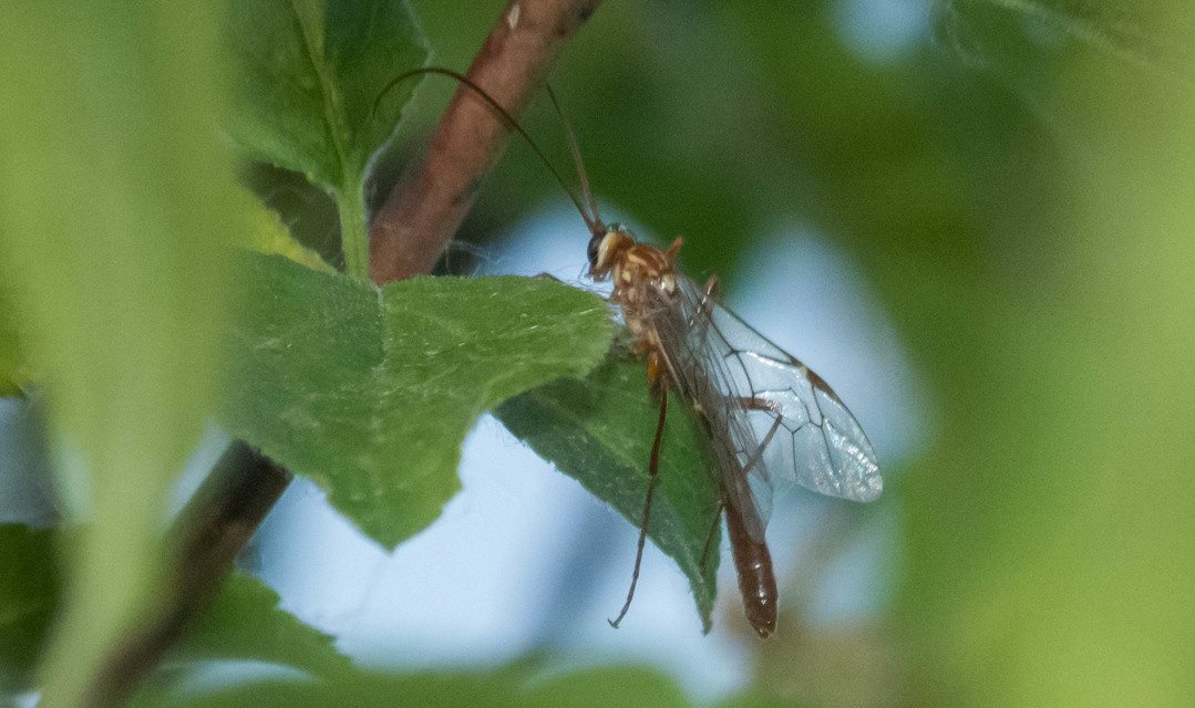 Ophion obscuratus