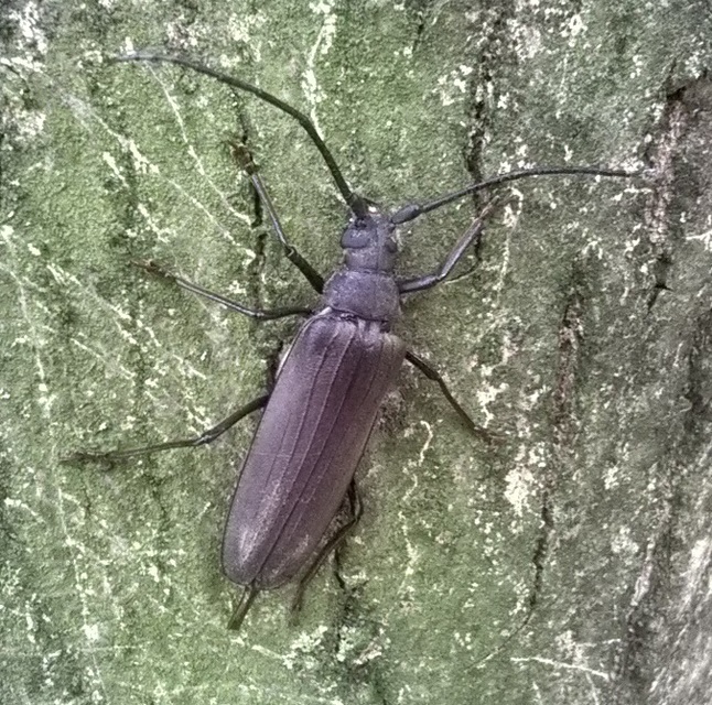 Aegosoma scabricorne - diófacincér