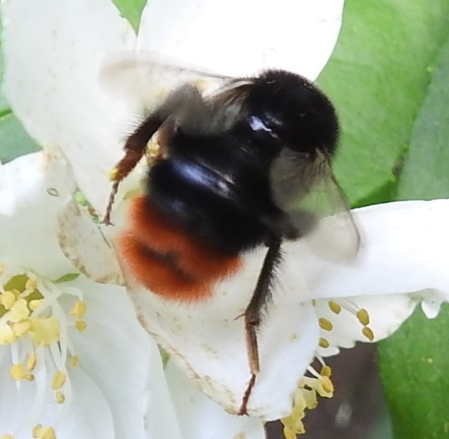 Bombus lapidarius - kövi poszméh