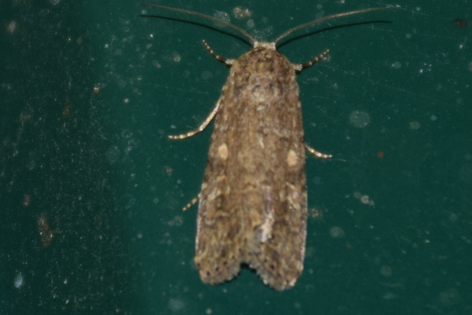 Spodoptera exigua - apró jegyesbagoly