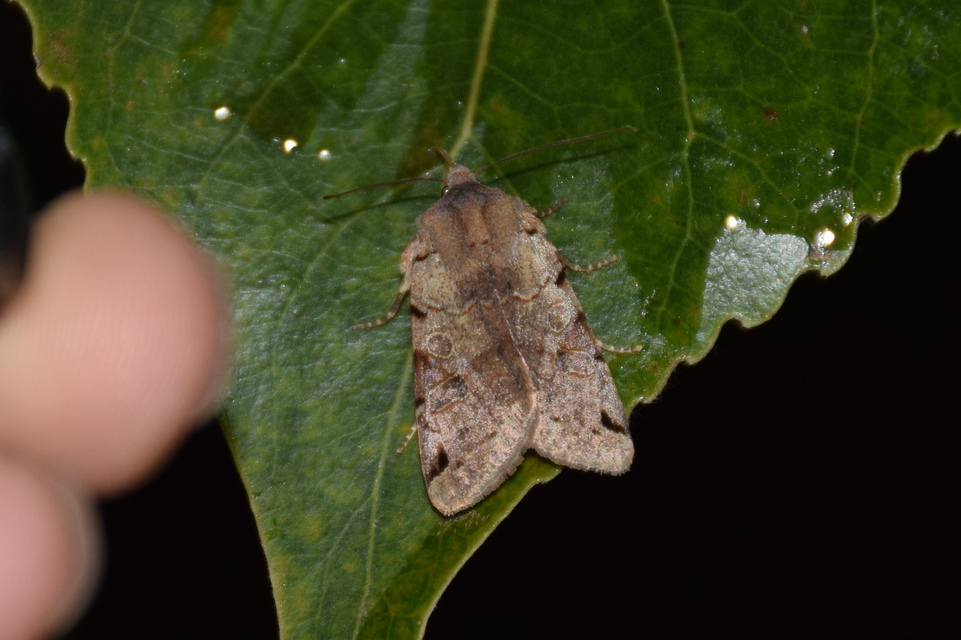 Anchoscelis litura - tarka őszibagoly