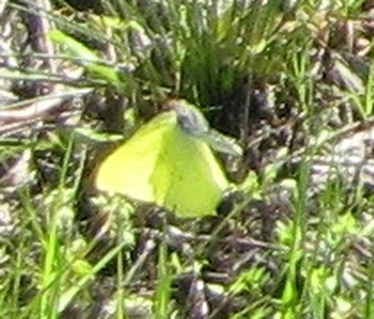 Gonepteryx rhamni - citromlepke