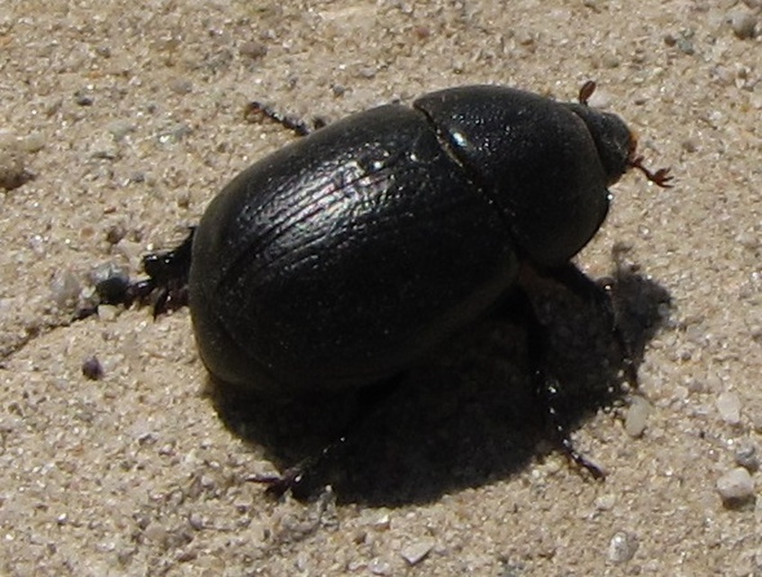 Pentodon idiota - butabogár