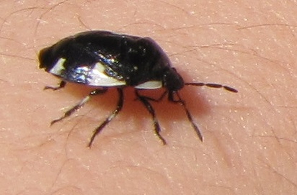 Tritomegas sexmaculatus - hatfoltos földipoloska
