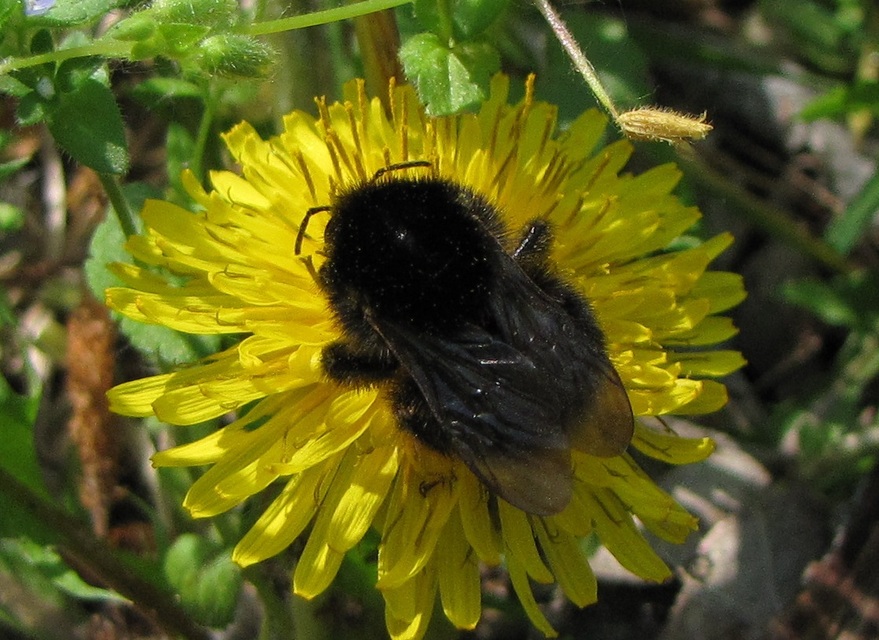 Bombus ruderarius