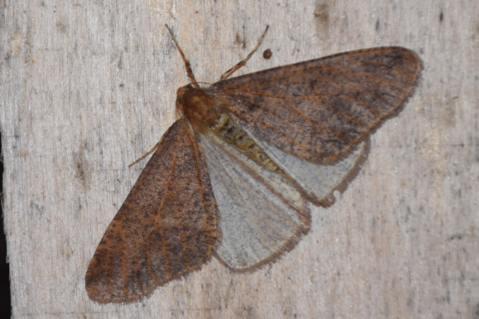 Erannis defoliaria - nagy téliaraszoló