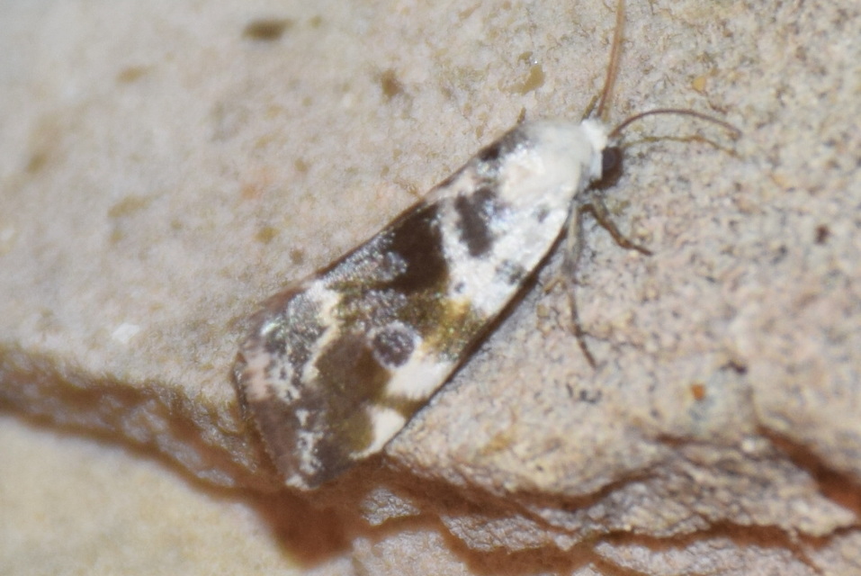 Ponometia candefacta - parlagfűbagoly