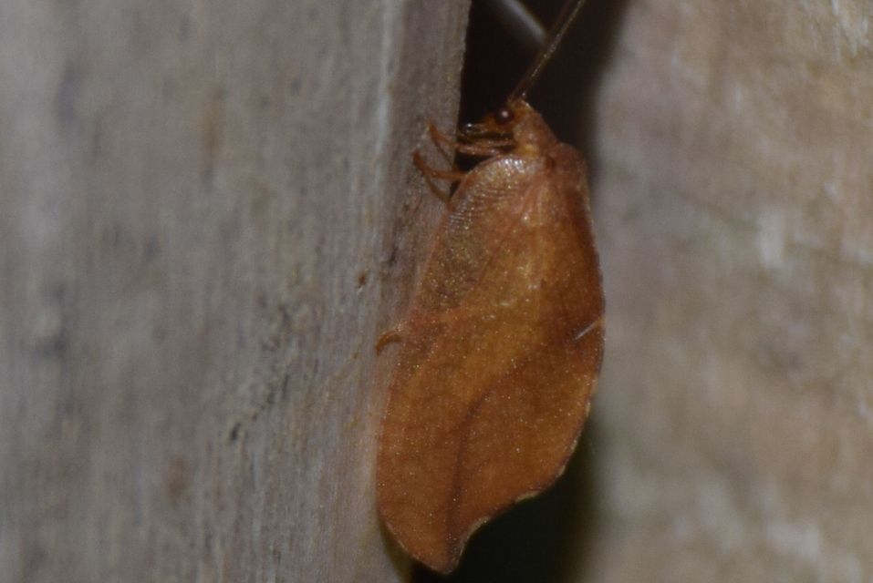 Drepanepteryx phalaenoides