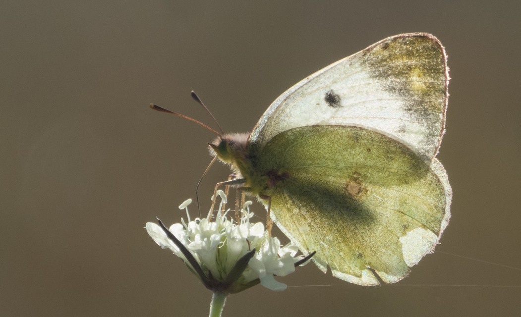 Colias hyale - kéneslepke