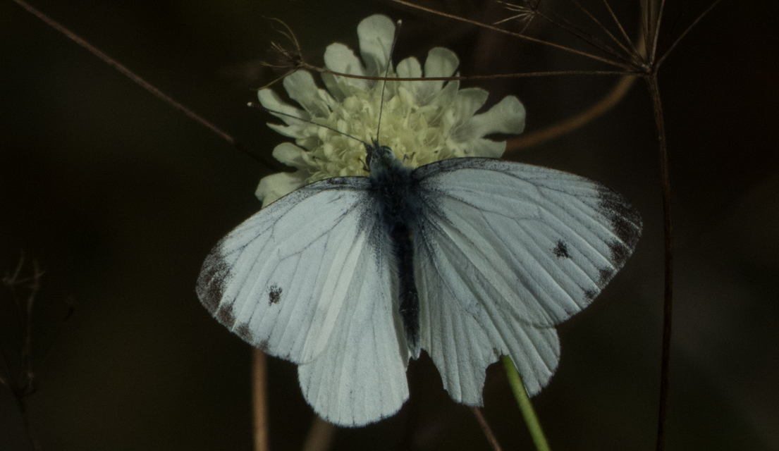 Pieris napi - repcelepke